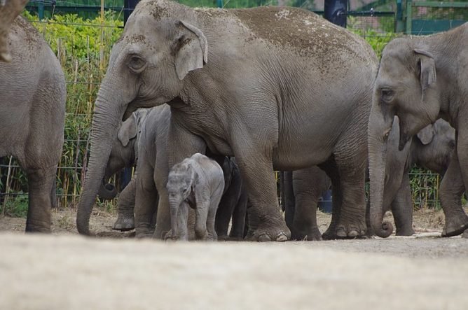 Elephants at Dublin zoo. Advantages and Disadvantages of Zoos